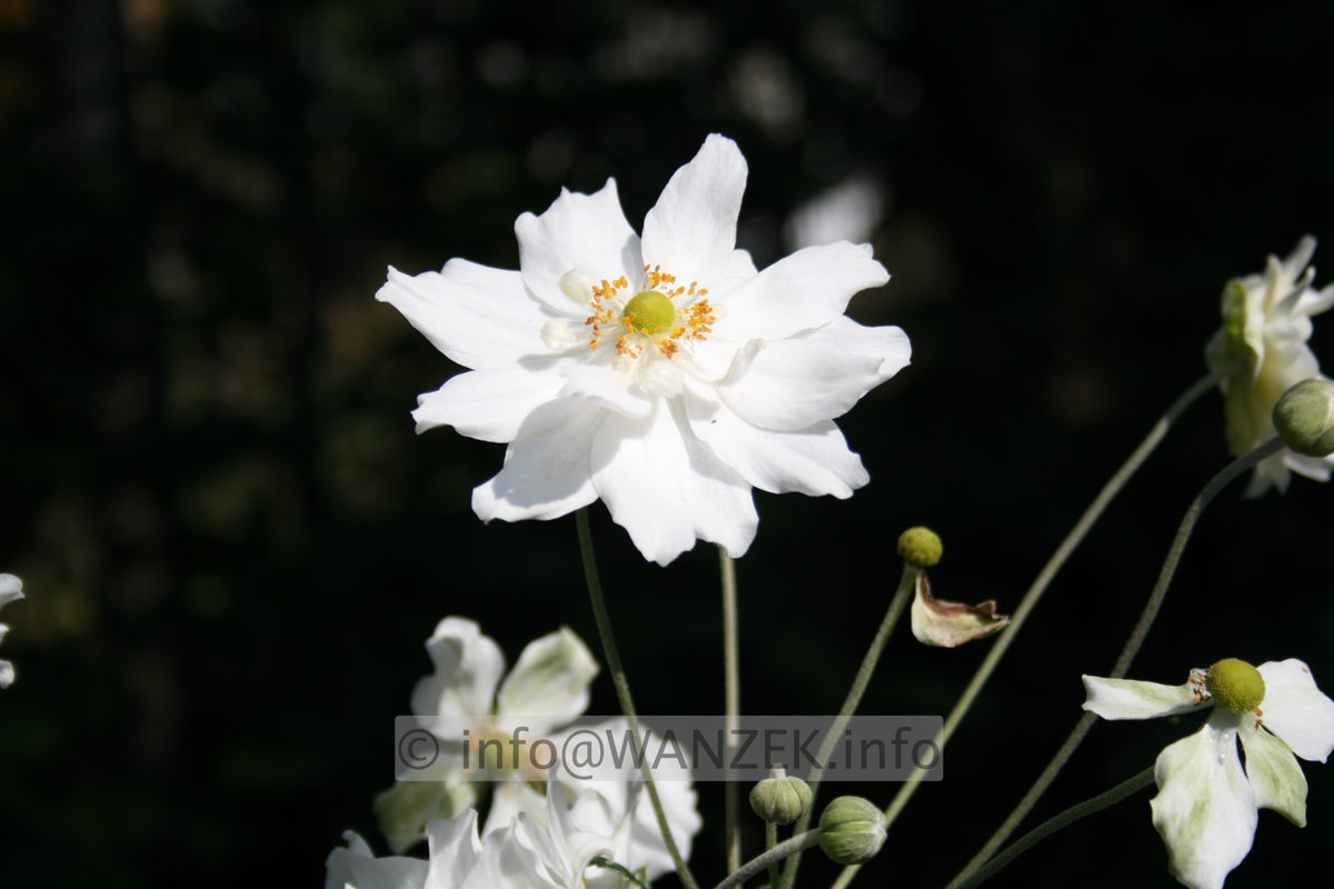 Anemone japonica Whirlwind 01.JPG
